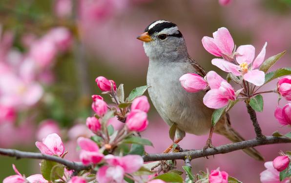 primavera-uccellino